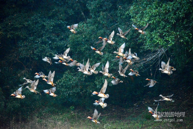 進入初冬，大批野生鴛鴦陸續(xù)飛抵江西婺源縣賦春鎮(zhèn)鴛鴦湖越冬，小精靈們在湖面上或相互依偎、卿卿我我；或隨波逐流、嬉戲打鬧，悠閑自在生活在青山綠水之間，優(yōu)良的水域和豐富的湖畔闊葉林，為鴛鴦過冬提供良好生存環(huán)境，婺源鴛鴦湖已成為亞洲最大的野生鴛鴦越冬棲息地。（攝于12月4日下午）