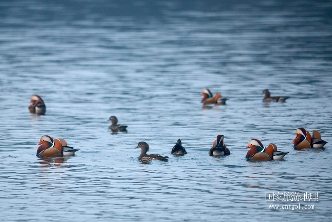 進入初冬，大批野生鴛鴦陸續(xù)飛抵江西婺源縣賦春鎮(zhèn)鴛鴦湖越冬，小精靈們在湖面上或相互依偎、卿卿我我；或隨波逐流、嬉戲打鬧，悠閑自在生活在青山綠水之間，優(yōu)良的水域和豐富的湖畔闊葉林，為鴛鴦過冬提供良好生存環(huán)境，婺源鴛鴦湖已成為亞洲最大的野生鴛鴦越冬棲息地。（攝于12月4日下午）
